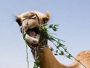 The way you eat is so entertaining, Mr. Camel.