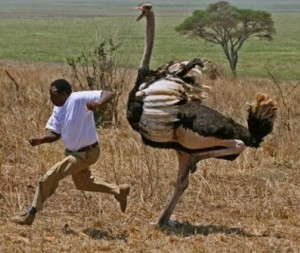 Mark makes a bold claim that he could easily beat up an ostrich.