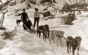 Dog-Sled-Team