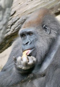 gorilla