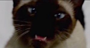 catsing